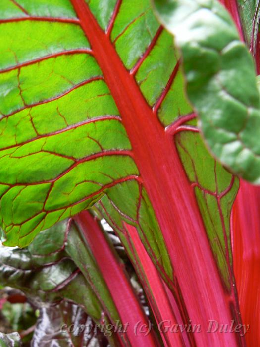 Rhubarb, Adelaide Botanic Gardens P1080795.JPG